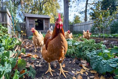 Les poules en liberté dans le jardin : entre rêve bucolique et réalité pratique